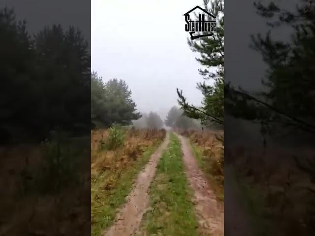 Утренний туман в лесу