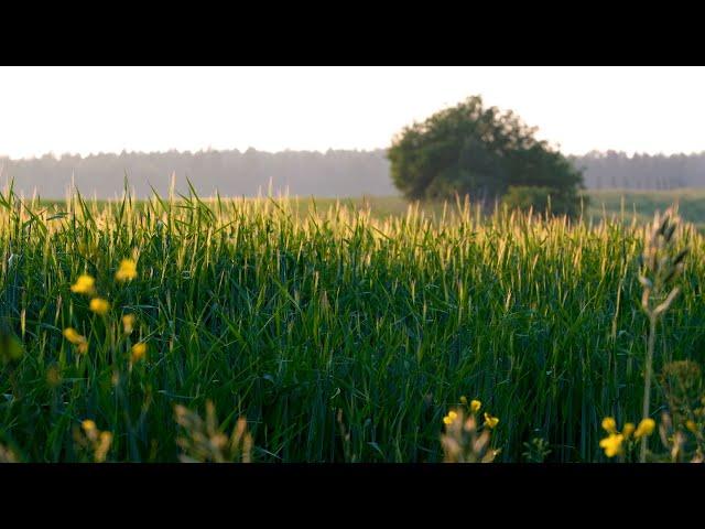 Agroturystyka nad morzem - SZYMANKA | Kaszuby - Gniewino