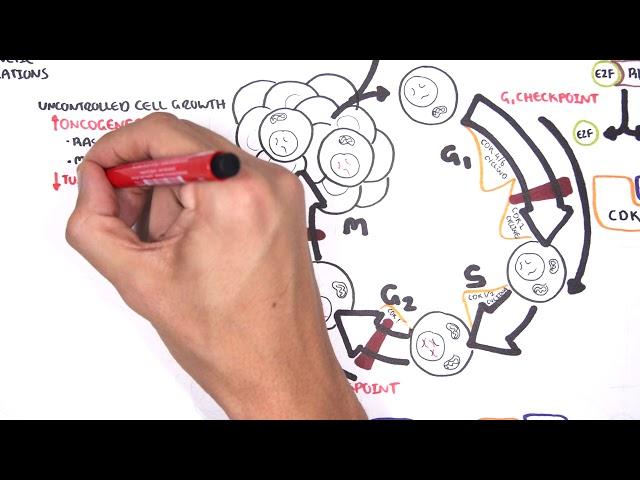 Oncogenetics - Mechanism of Cancer (tumor suppressor genes and oncogenes)