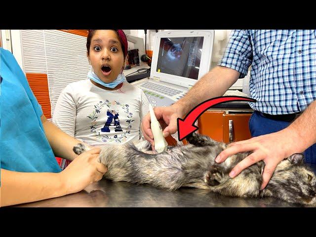 قطة شفا حامل أول مرة تسوي سونار !!Cat Pregnancy Ultrasound