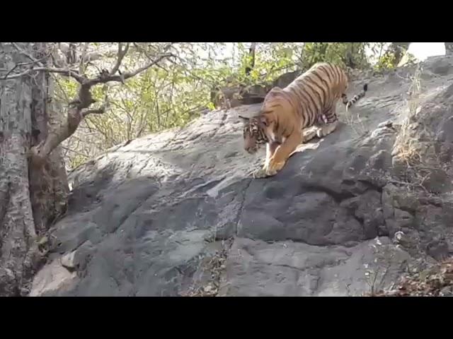 Royal bengal tiger Hunting Deer