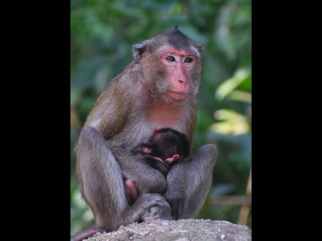 Monkey mom hugged a newborn baby #monkey