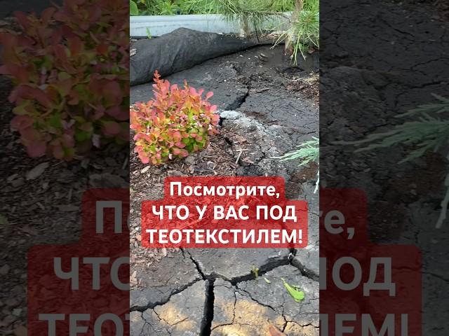 Можно ли перекрывать клумбу геотекстилем под корой #мульчирование #агроволокно #кора