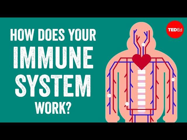 How does your immune system work? - Emma Bryce