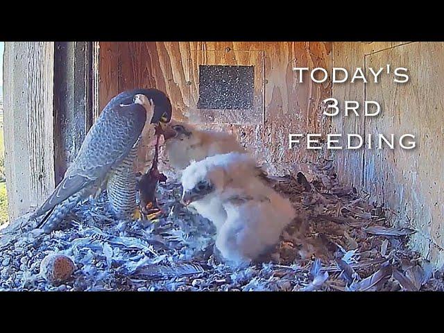 #153Falcon Nest ／Box Camera - FalconCam Project LIVE