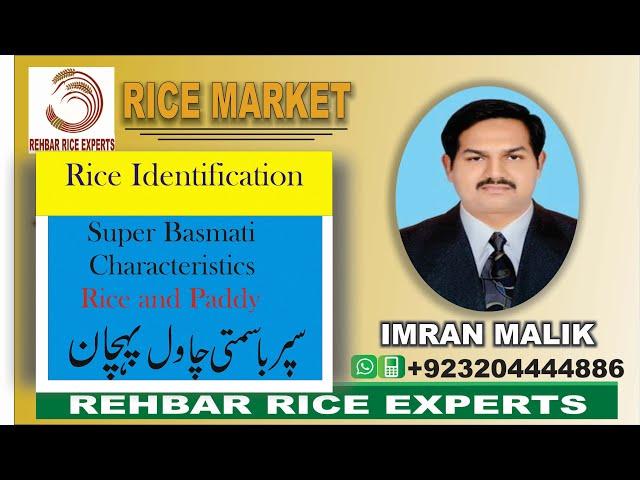 Super Basmati || Super Basmati Rice || Super Basmati Paddy || Traditional Basmati