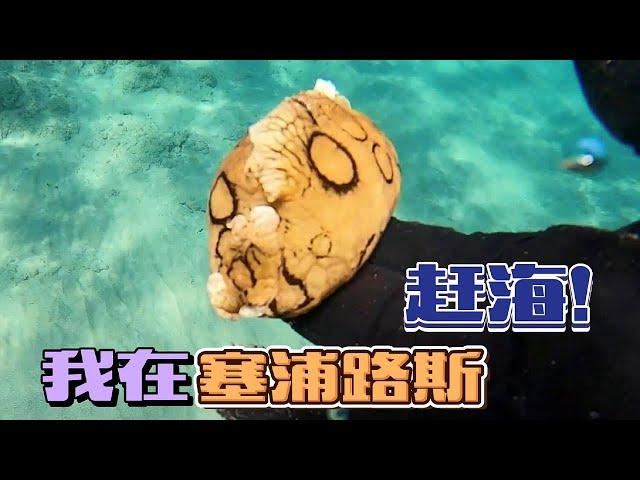 《环球探岛记》北塞浦路斯~第2天：在地中海赶海除了螃蟹还是螃蟹！