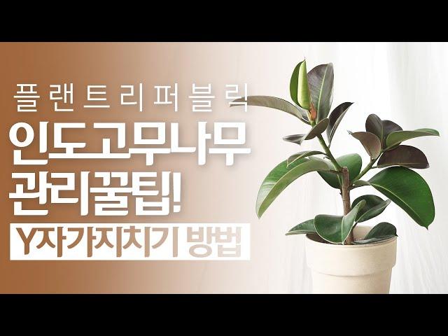 SUB) 인도고무나무 식물 키우기｜물주기 관리 꿀팁 ｜Indian rubber tree｜봄맞이 고무나무 가지치기 도전! 실내공기정화식물｜거실화분｜플랜테리어식물로 추천