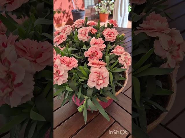 #Италия Тоскане#Красота Порядок