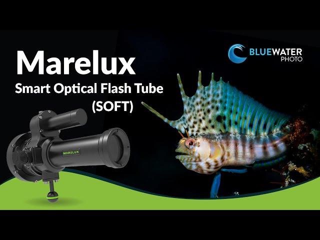 Marelux Smart Optical Flash Tube (SOFT) Snoot Review // A Revolutionary Macro Tool