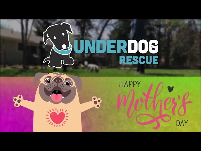 Underdog Rescue - Happy (Foster) Mother's Day!