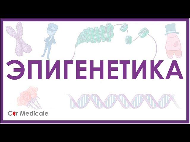 Эпигенетика - что такое, молекулярные основы