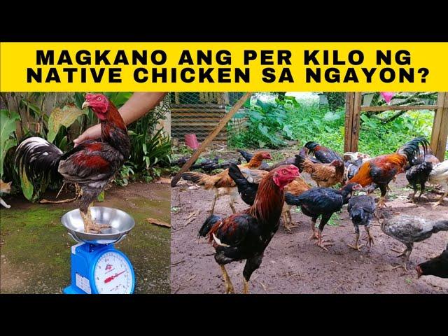 Magkano ang per kilo ng native chicken sa ngayon?