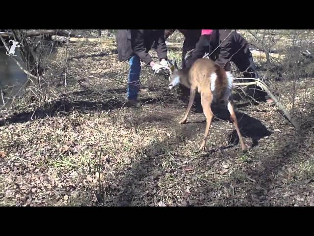 Man tries to save deer. Deer tries to kill man. Man breaks off deer antler.