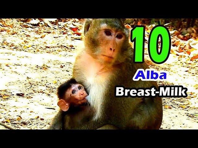 Full Day Full Milk Small Baby ALBa Breast Her Mum Anna | Very Fresh Day For Alba Life