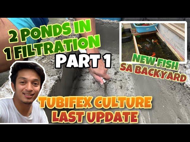 PART 1. DIY REF POND AND CONCRETE POND AND TUBIFEX LAST UPDATE