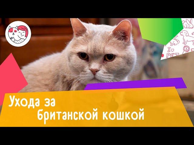 4 особенности за британской короткошерстной кошкой