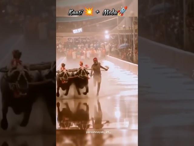 MODA+KAATI  UNBEATEN PAIR IN KAMBALA#SRIKANTH BHAT#TEAM NANDALIKE#CHAMPIONS#KAMBALA#VIRAL SHORTS