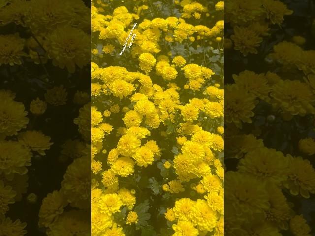 Wow so stunning chrysanthemum flowers || Home Gardening | #flowers #trendingshorts #youtubeshorts