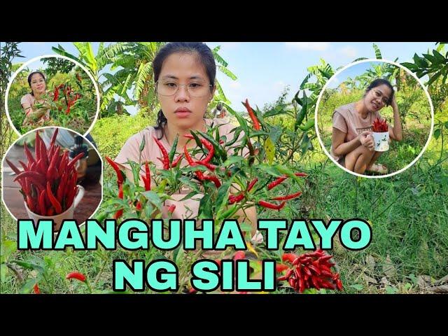 HARVESTING CHILI  | YSELLE GAGARIN