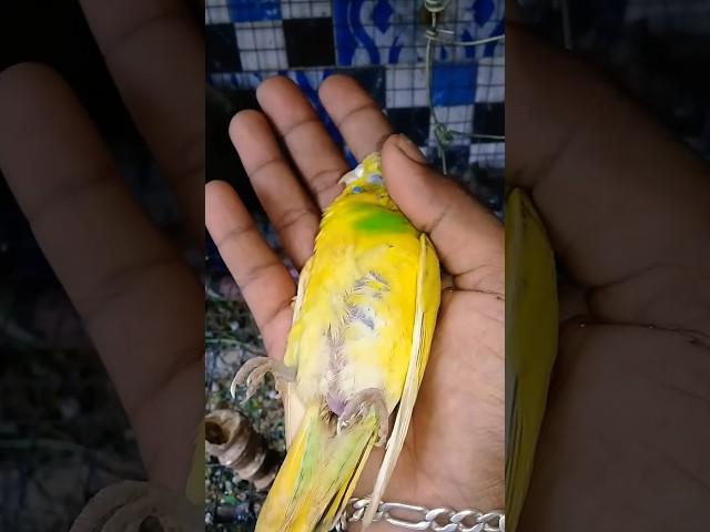 Mini vlogs with bird's  #birds #birdslover #shortsfeed #minivlog