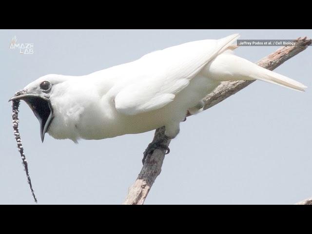 Listen to the Loudest Bird on Earth Scream at Potential Mates