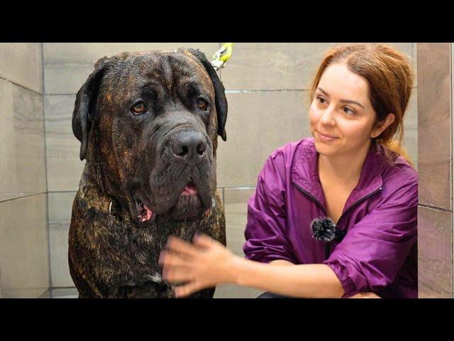 ALONE With A 140lbs (63kg) Italian Mastiff That Has Never Been Groomed Before