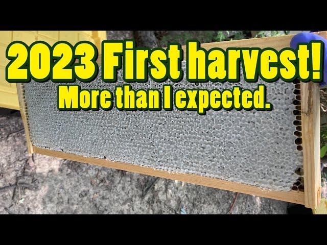  First harvest of 2023! From pulling the frames to extracting the honey!  More than I expected!