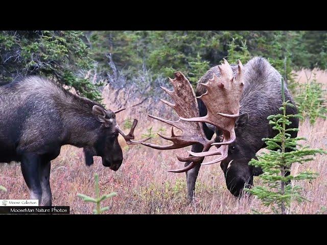 Watch the Same Bull Moose Fight Three Times #bullmoose