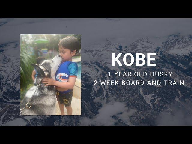 Best Husky Trainers in Bethlehem || OLK9 Training, Lehigh Valley || 1 year old Siberian Husky, Kobe