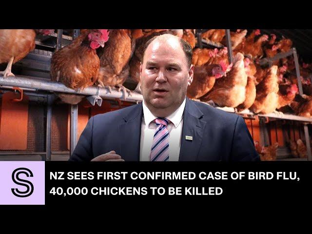 NZ sees first confirmed case of bird flu, 40,000 chickens to be killed | Stuff.co.nz