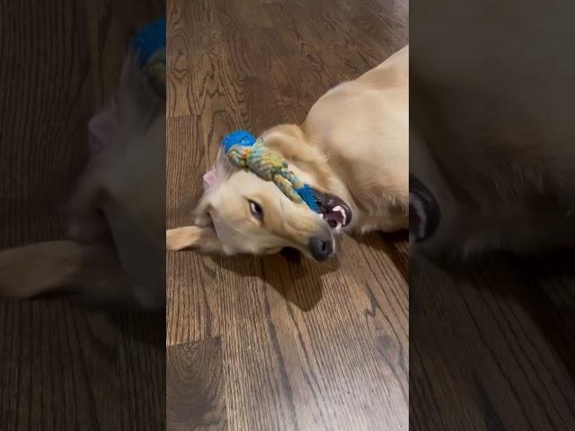 Easily entertained #goldenretriever #funny #cute #shorts
