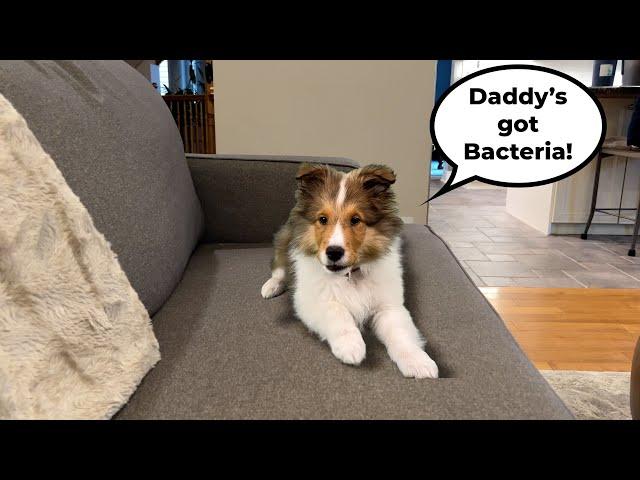 Daddy's got BACTERIA!   only on Cricket "the sheltie" Chronicles