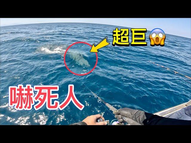 那一年我們追的大魚(純船拋水表炸裂) Topwater Explosion of Amberjack in Taiwan #赫馬士 #路亞 #船拋 #carpenter