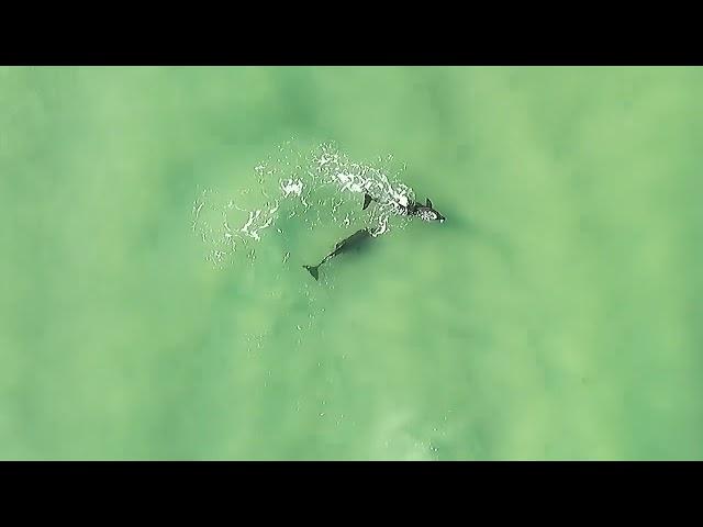 Honeymoon Island North Beach Dolphins & their babies   4/14/24  8am