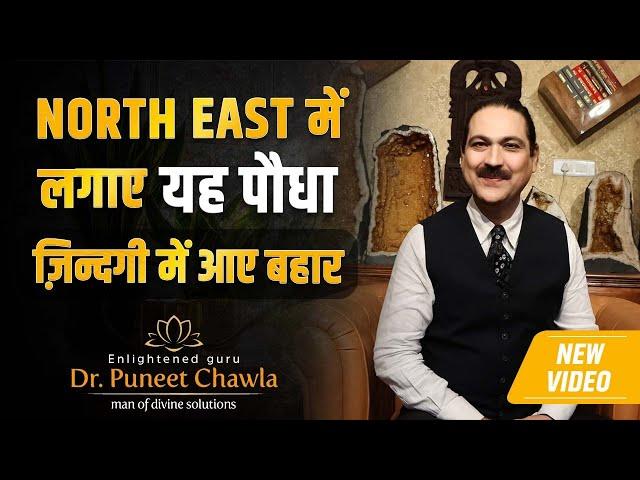 एक पौधा जो बनाये आपको धनवान | धनवान बनने के दमदार उपाए एक पौधे से | Dr Puneet Chawla