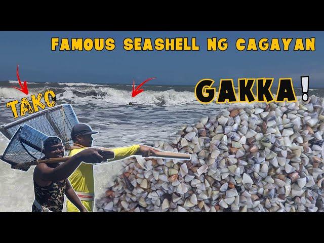 GAKKA(Small clams) |  PAANO HINUHULI  | APARRI CAGAYAN