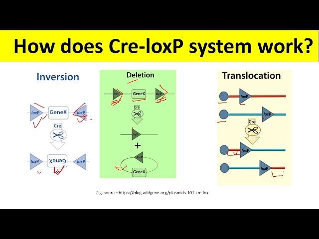 Cre Loxp Recombination System | Cre Lox System for beginners | @BiologyLectures