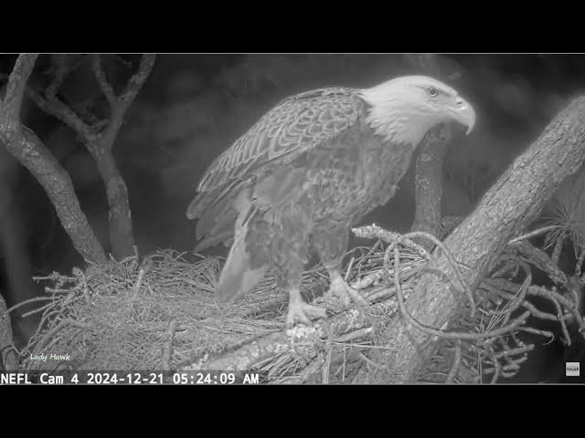 NEFL Eagles ~ Is Something Wrong w/ Gabby? She Is Acting Strangely! Beau Is Incubating Eggs 12.21.24