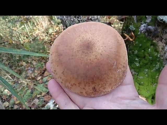 ОПЕНОК ОСЕННИЙ МЕДОВЫЙ. Armillaria mellea.По-корейски.