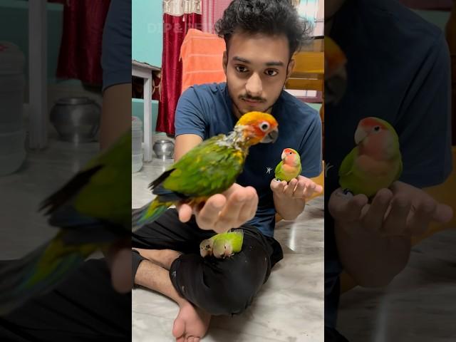 Travel with birds  train travel with parrot/ mini vlogs with birds #birds #shortvideo #paroot