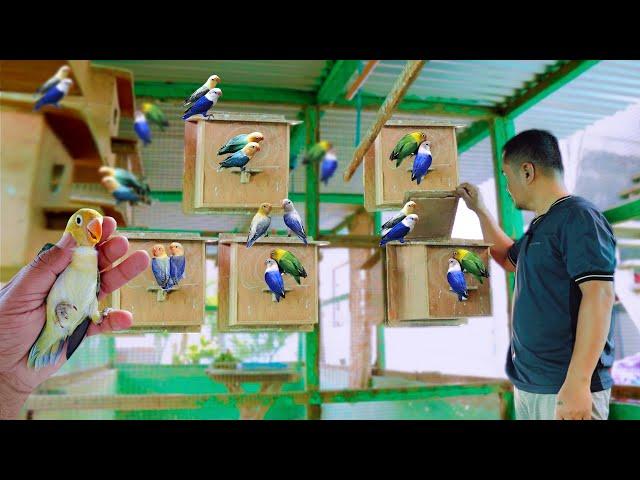 AFRICAN LOVEBIRD FARMING: How to Succeed in Bird Raising with Hundreds of Newly Hatched Birds