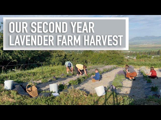 Lavender Farm Updates | 2023