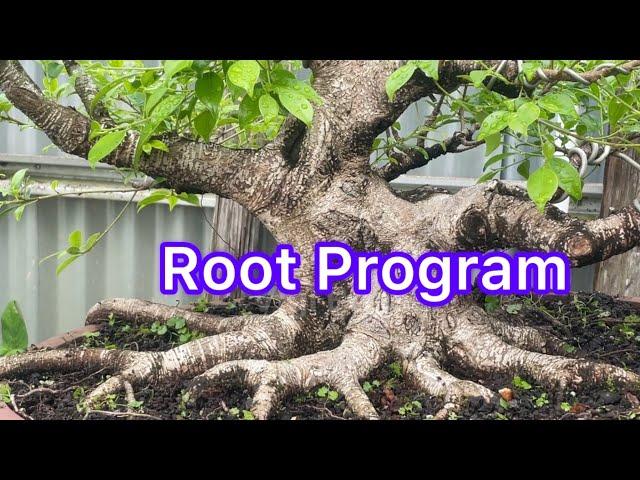 FICUS BONSAI TREE ROOT PROGRAM