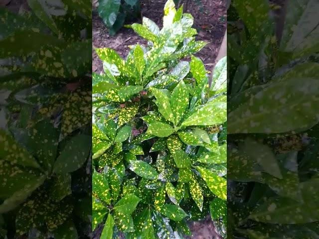 Gold Dust Croton
