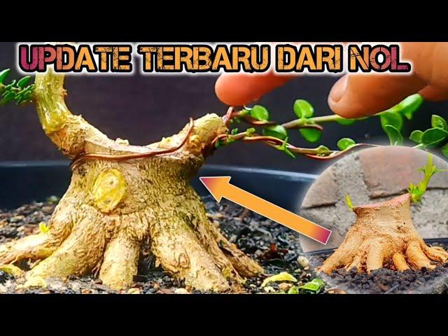 UPDATE BAHAN BONSAI SANCANG DARI NOL MASUK KE TAHAPAN PREMNA MICROPHYLLA