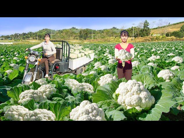 Use 3-Wheeled Truck To Harvesting Cauliflower Goes To Countryside Market Sell. Free Bushcraft