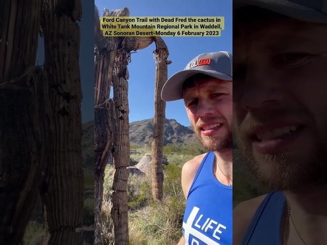 Ford Canyon Trail with Dead Fred the Cactus in White Tank Mtn Reg Park in Waddell, AZ-Mon 6 Feb 2023