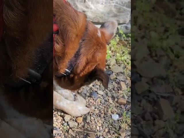 Texas Heeler helps prepare for fire. #outdoors4adventure #camping