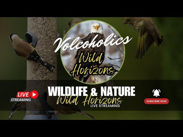 REPLAY Wild Horizons Live: 24/7 Wildlife & Nature Cams - Bird Feeder